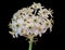 Macro of a white green cluster of Star-of-Bethlehem / ornithogalum flower blossoms