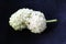 Macro of white mulberry fruit with details. Morus alba, white mulberry. On a black canvas