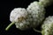 Macro of white mulberry fruit. Morus alba, white mulberry. On a black background