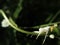 Macro of a white spider that is hunting a green grasshopper on a branch.  The dark and blurred background in the forest.