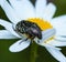 Macro of a white spotted rose beetle oxythyrea funesta on a daisy blossom