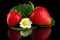 Macro whole strawberries with leaf and flower isolated on black