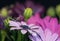 Macro of a wide open pink cape daisy / marguerite blossoms with green leaves and buds