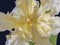 Macro of a wide open single isolated parrot tulip blossom heart of unusual shape with green leaves on blue