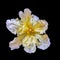 Macro of a wide open single isolated parrot tulip blossom of unusual shape on black background