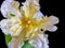 Macro of a wide open single isolated parrot tulip blossom of unusual shape with green leaves on black