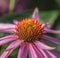 Macro of a wide open single isolated pink coneflower echinacea blossom