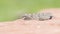 Macro of Wild Baby Prairie Rattlesnake Crotalus viridis