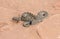 Macro of Wild Baby Prairie Rattlesnake Crotalus viridis