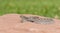 Macro of Wild Baby Prairie Rattlesnake Crotalus viridis