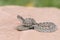 Macro of Wild Baby Prairie Rattlesnake Crotalus viridis