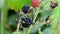 Macro of wild blackberry berries and fly drink eat it juice