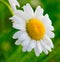 Macro wild chamomile 2