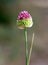 Macro of a wild flower : Allium rotundum