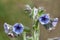 Macro of a wild flower : Cynoglossum creticum