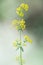 Macro of a wild flower : Galium verum