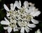 Macro of a wild flower : Iberis ciliata