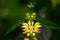 Macro of a wild flower : Lamium galeobdolon