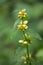 Macro of a wild flower : Lamium galeobdolon