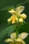 Macro of a wild flower : Lamium galeobdolon