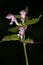 Macro of a wild flower : Lamium purpureum