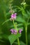 Macro of a wild flower : Lamium purpureum