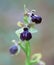 Macro of a wild flower : Ophrys aranifera