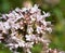 Macro of a wild flower : Origanum vulgare