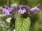 Macro of a wild flower : Prunella vulgaris