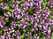 Macro of a wild flower : Thymus serpyllum