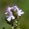 Macro of a wild flower : Thymus vulgaris