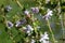 Macro of a wild flower : Thymus vulgaris