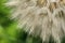 Macro of wild golden dandelion