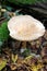 Macro of wild sweet tooth mushroom in the autumn forest