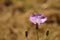 Macro wild violet flower growing in sunny field on the brown blurred background
