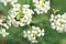 Macro of wild white flower