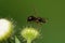 Macro winged black Caucasian fly flies ant on a fluffy bud in summer