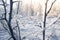 Macro Winter brunch with dry leaf in frost outdoor scene frozen leaves covered by snow natural background photography