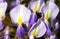 Macro of wisteria violet flower close up