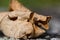 Macro of withered natural fallen leaf