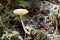 Macro Wood Mushroom 03