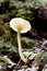 Macro Wood Mushroom 03