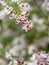 Macro of woodland aster flowers