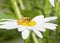 Macro of a Worker Honeybee Apis mellifera Collecting Pollen