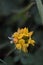 Macro of Yellow Birdsfoot Trefoil flowers