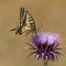 Macro of a yellow black butterfly called a swallowtail isolated on a thistle flower