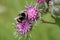 Macro of yellow-black Caucasian bumblebee Bombus lucorum