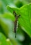 Macro of yellow black spider catching caterpillar under leaf