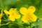 Macro of yellow blooming celandine flowers