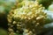 Macro of yellow Broccoli flower heads